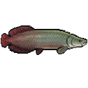 Arapaima