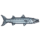 Barracuda