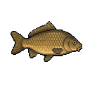 Carp