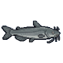 Catfish