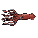 Colossal Squid