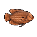 Gourami