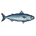 Mackerel