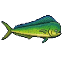 Mahi-Mahi