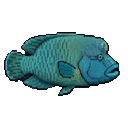 Wrasse