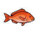 Red Snapper