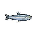 Sardine