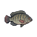 Tilapia